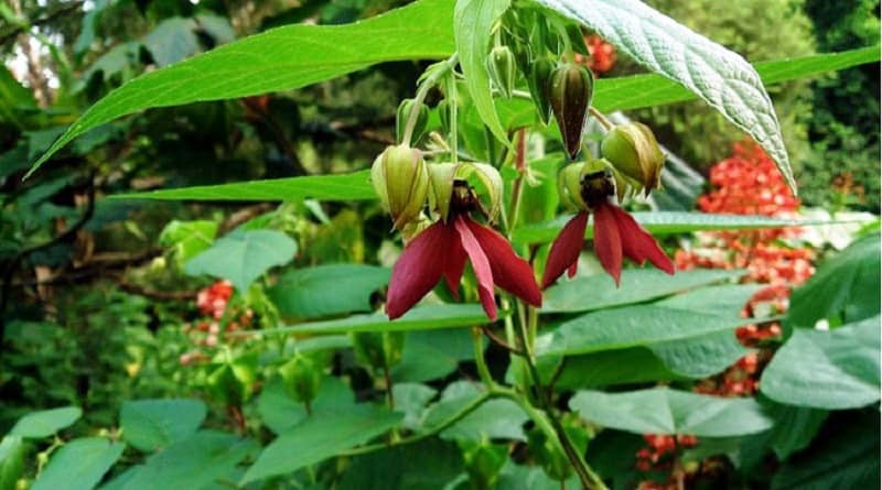 ওলট কম্বল গাছের উপকারিতা