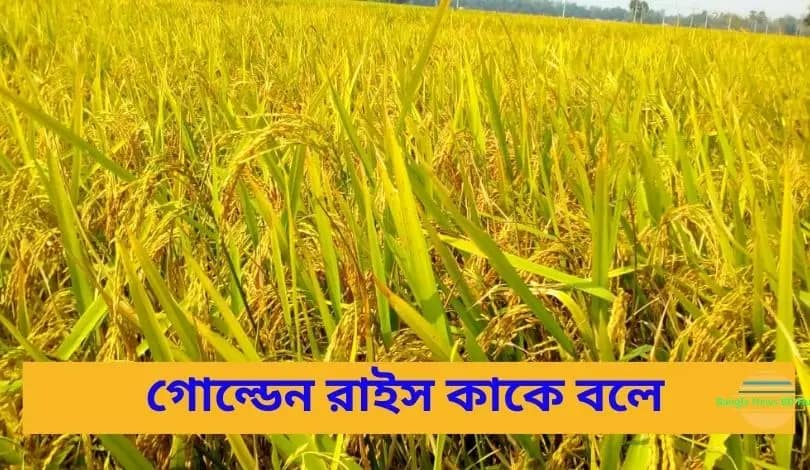 গোল্ডেন রাইস কাকে বলে